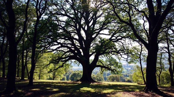 Top-rated tree surgery services in Kent for your landscape